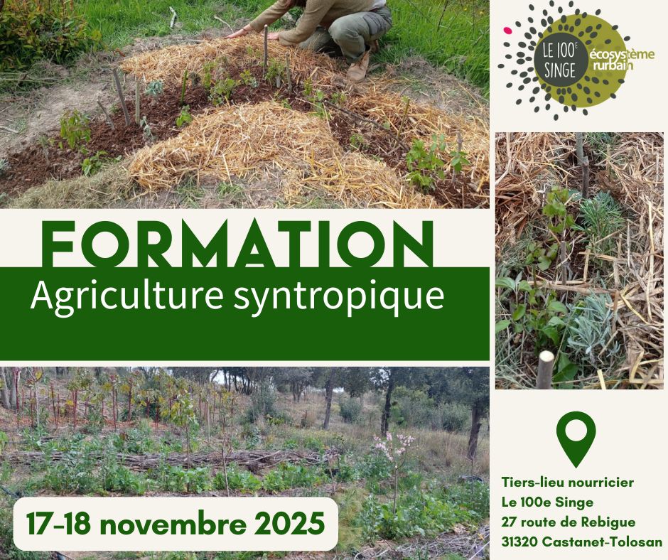 Formation Agriculture Syntropie - dans Chantier Formation Syntropie Agroécologie Actualité