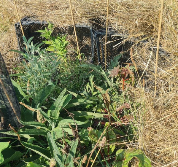 protection-coplantation2.jpg