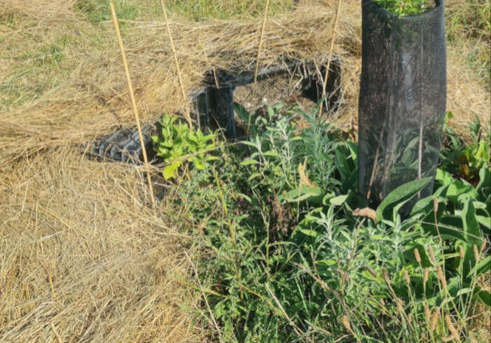 protection-coplantation3.jpg